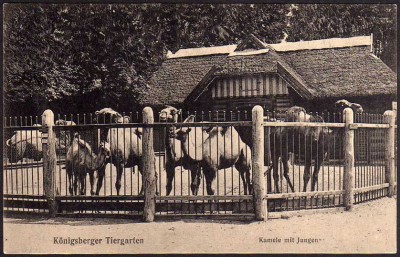 Tiergarten Zoo Kamele mit Jungen.jpg